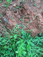Verbena scabra