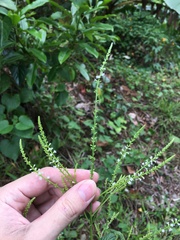 Verbena scabra