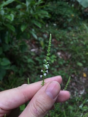 Verbena scabra