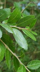 Cissus trifoliata