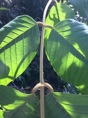 Ormosia krugii