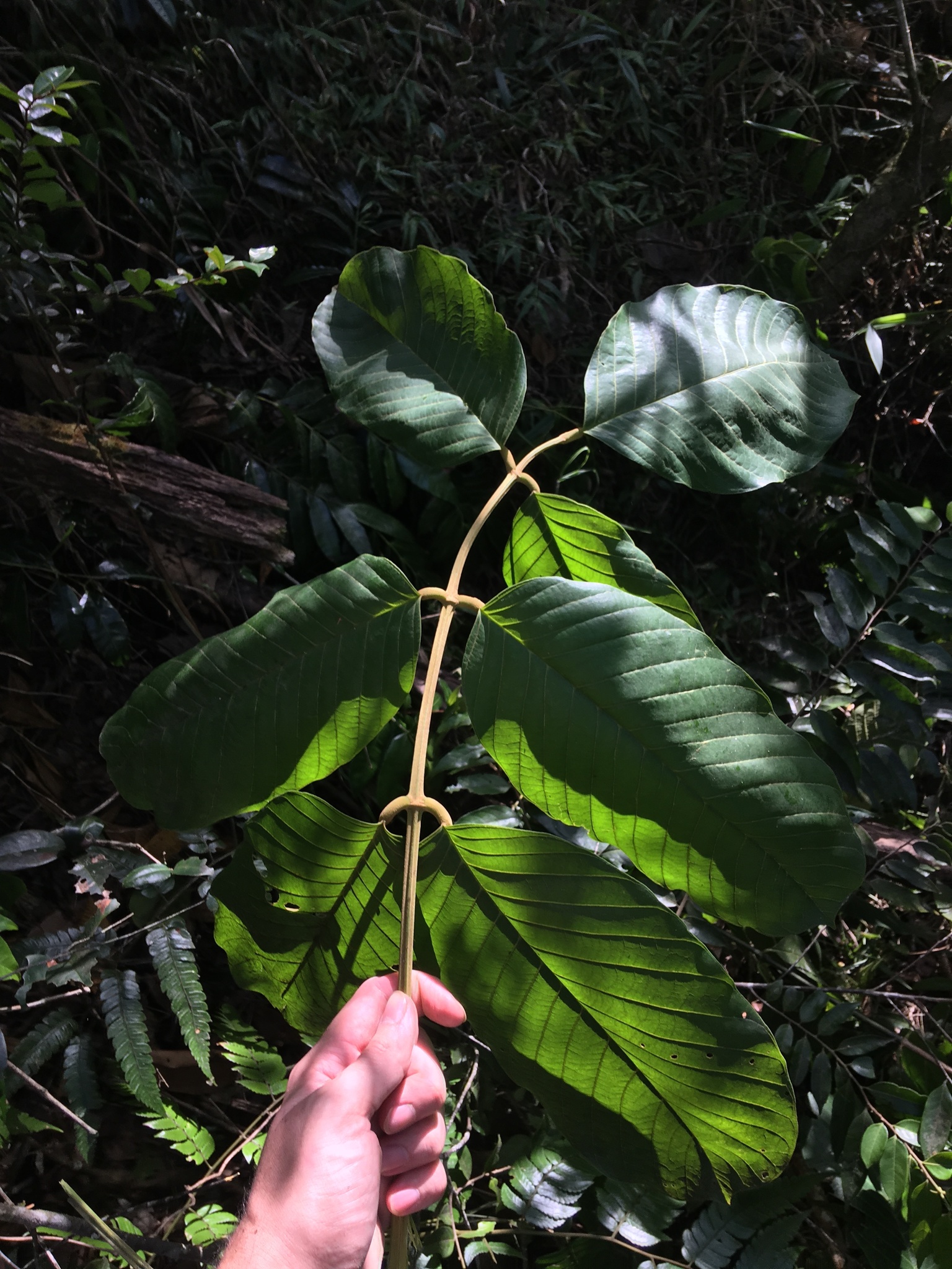 Ormosia krugii