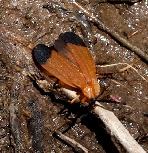 Arizona Net-winged Beetle photo 5