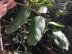 Ormosia krugii