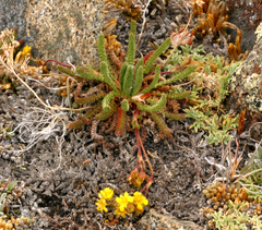 Ivesia lycopodioides scandularis