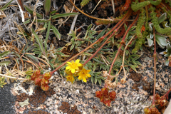 Ivesia lycopodioides scandularis