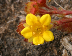 Ivesia lycopodioides scandularis