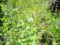 Agastache urticifolia