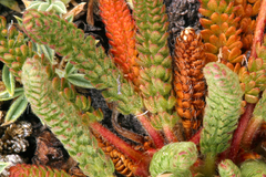 Ivesia lycopodioides scandularis