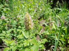 Agastache urticifolia