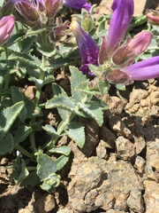 Penstemon montanus montanus