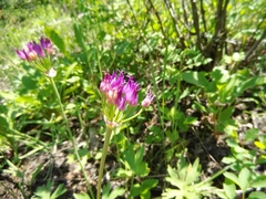 Allium brevistylum