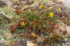 Ivesia lycopodioides scandularis