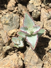 Penstemon montanus montanus