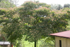 Miconia conorufescens