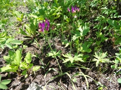 Allium brevistylum