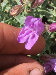 Penstemon montanus montanus