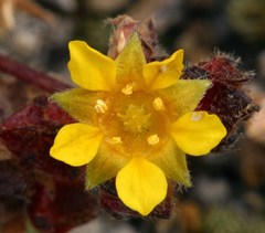 Ivesia lycopodioides scandularis