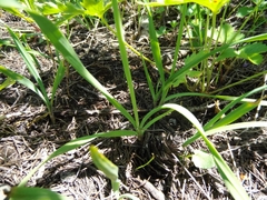 Allium brevistylum
