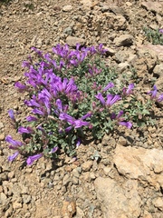 Penstemon montanus montanus