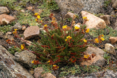 Ivesia lycopodioides scandularis