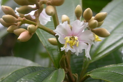 Miconia conorufescens