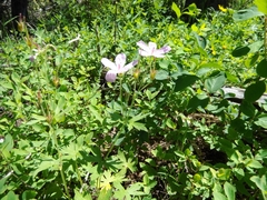 Geranium viscosissimum