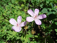 Geranium viscosissimum