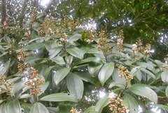Miconia conorufescens