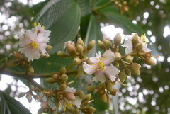 Miconia conorufescens
