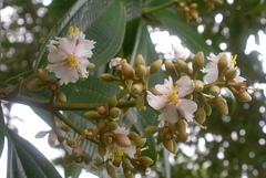 Miconia conorufescens