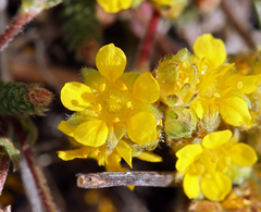 Ivesia lycopodioides scandularis