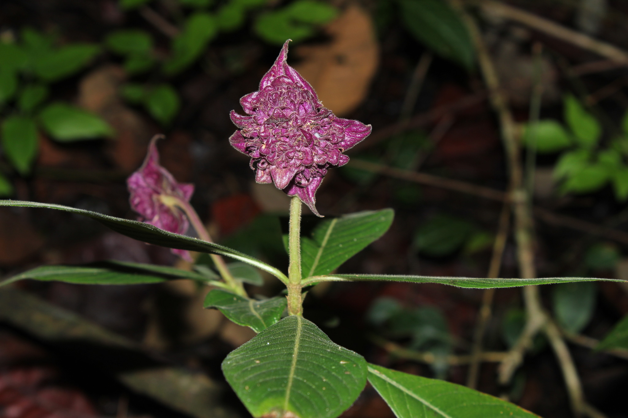 Palicourea bracteocardia