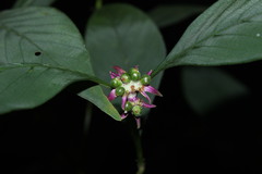 Magnoliopsida