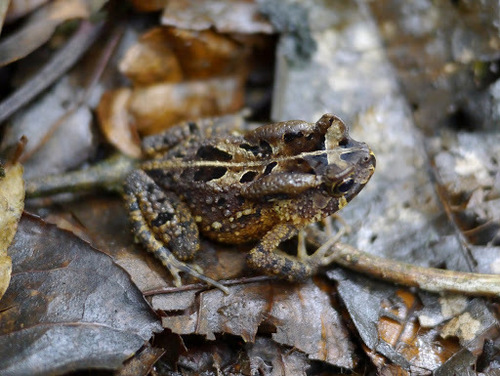 Sclerophrys camerunensis