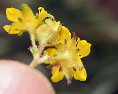 Ivesia lycopodioides scandularis