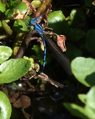 Argia nahuana