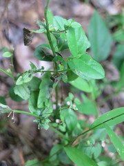 Scutellaria nervosa