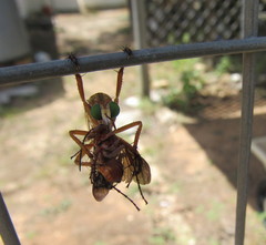 Diogmites angustipennis