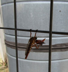 Diogmites angustipennis
