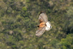 Geranoaetus polyosoma