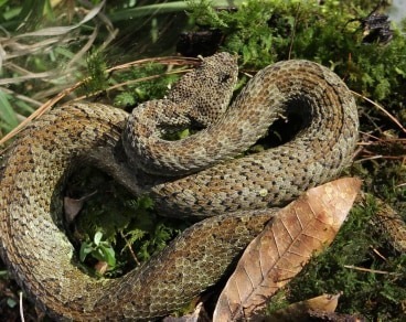 Emerald Horned Pitviper