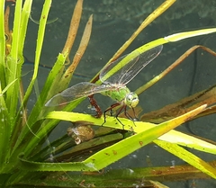 Anax imperator