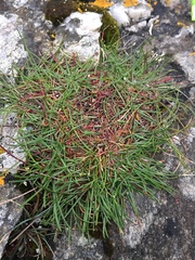 Armeria maritima maritima