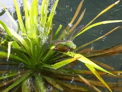 Anax imperator