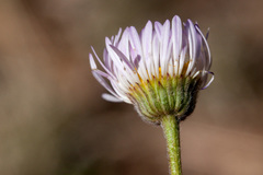 Erigeron flagellaris