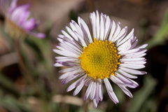 Erigeron flagellaris
