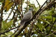 Patagioenas fasciata