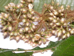 Miconia conosetosa