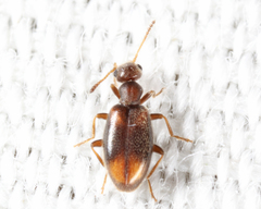 Sapintus lemniscatus